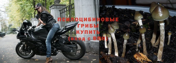 ГАЛЛЮЦИНОГЕННЫЕ ГРИБЫ Осинники