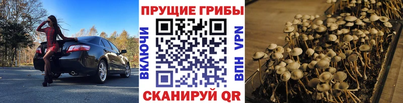 Псилоцибиновые грибы Psilocybe  Иноземцево 